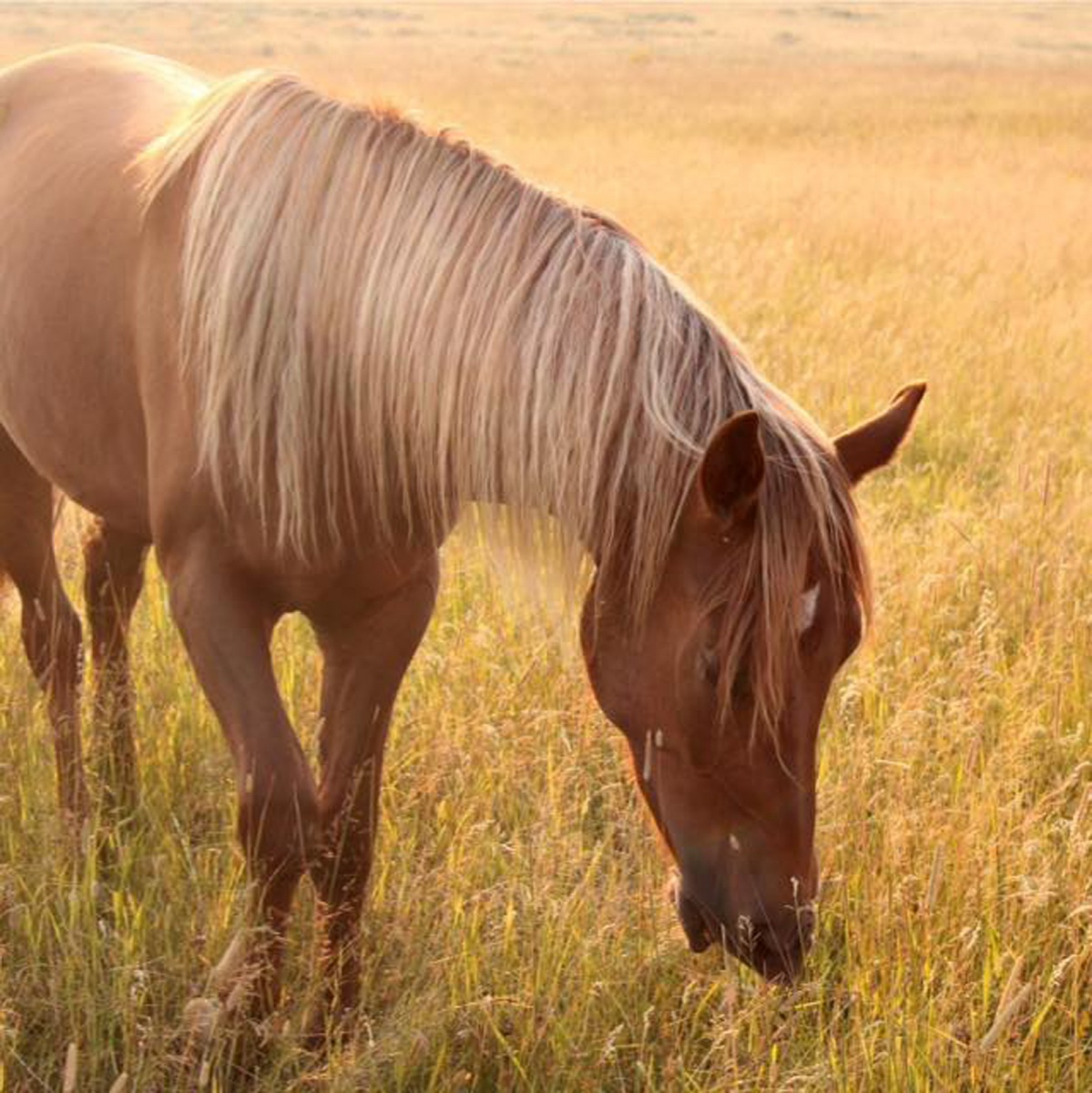 Mustang grazing