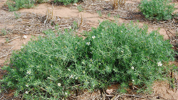 African Rue – Peganum harmala – is a deep rooted perennial that is extremely drought tolerant, producing 1,000 of seeds that quickly displace native vegetation of the Chihuahuan Desert.