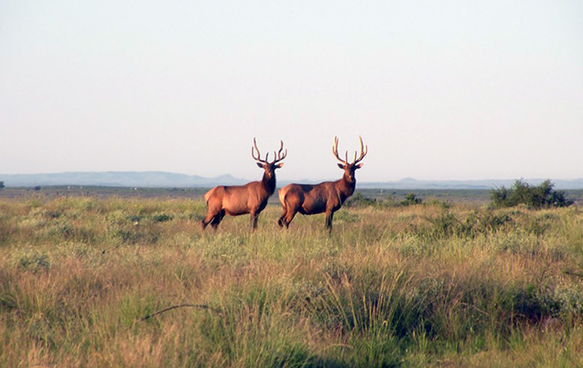 Elk benefit from restored grasslands in the Carlsbad Field Office. Fire managers have found that using herbicides to target species like creosote and catclaw first allows effective and safe use of fire to restore and maintain grasslands.