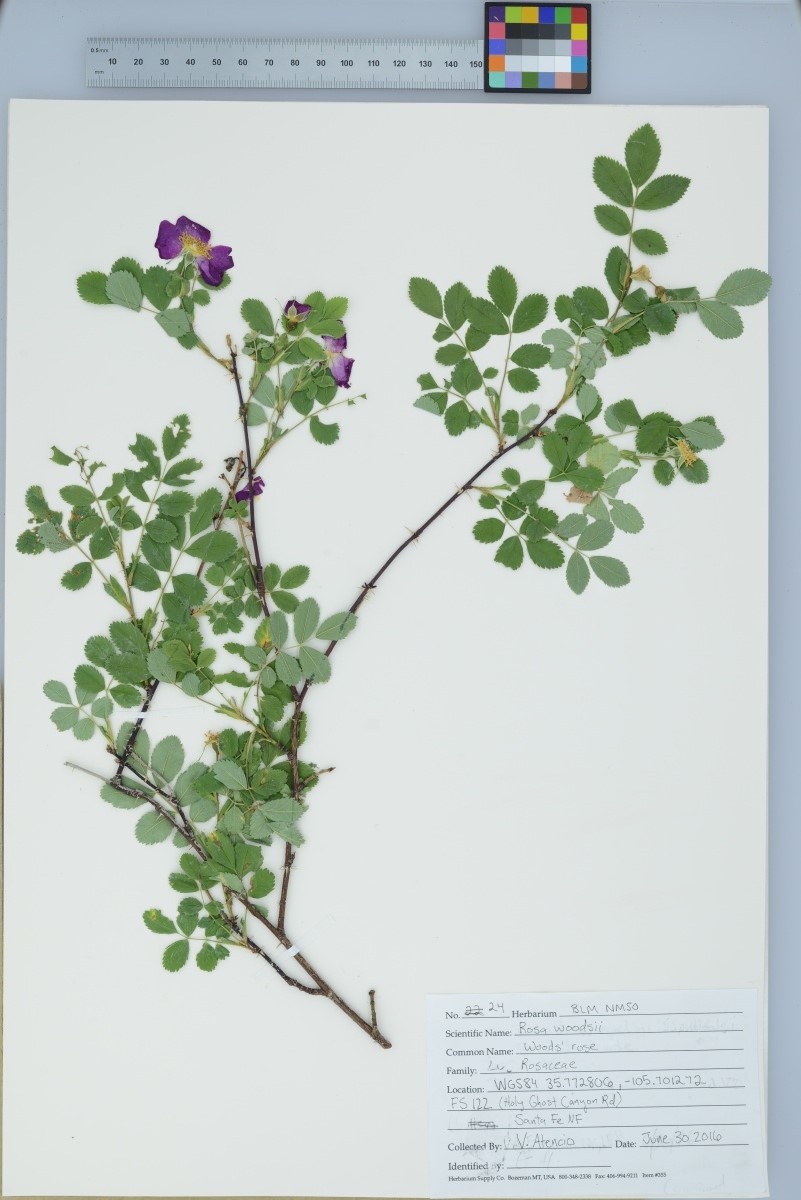Woods' Rose specimen prepared for New Mexico herbarium