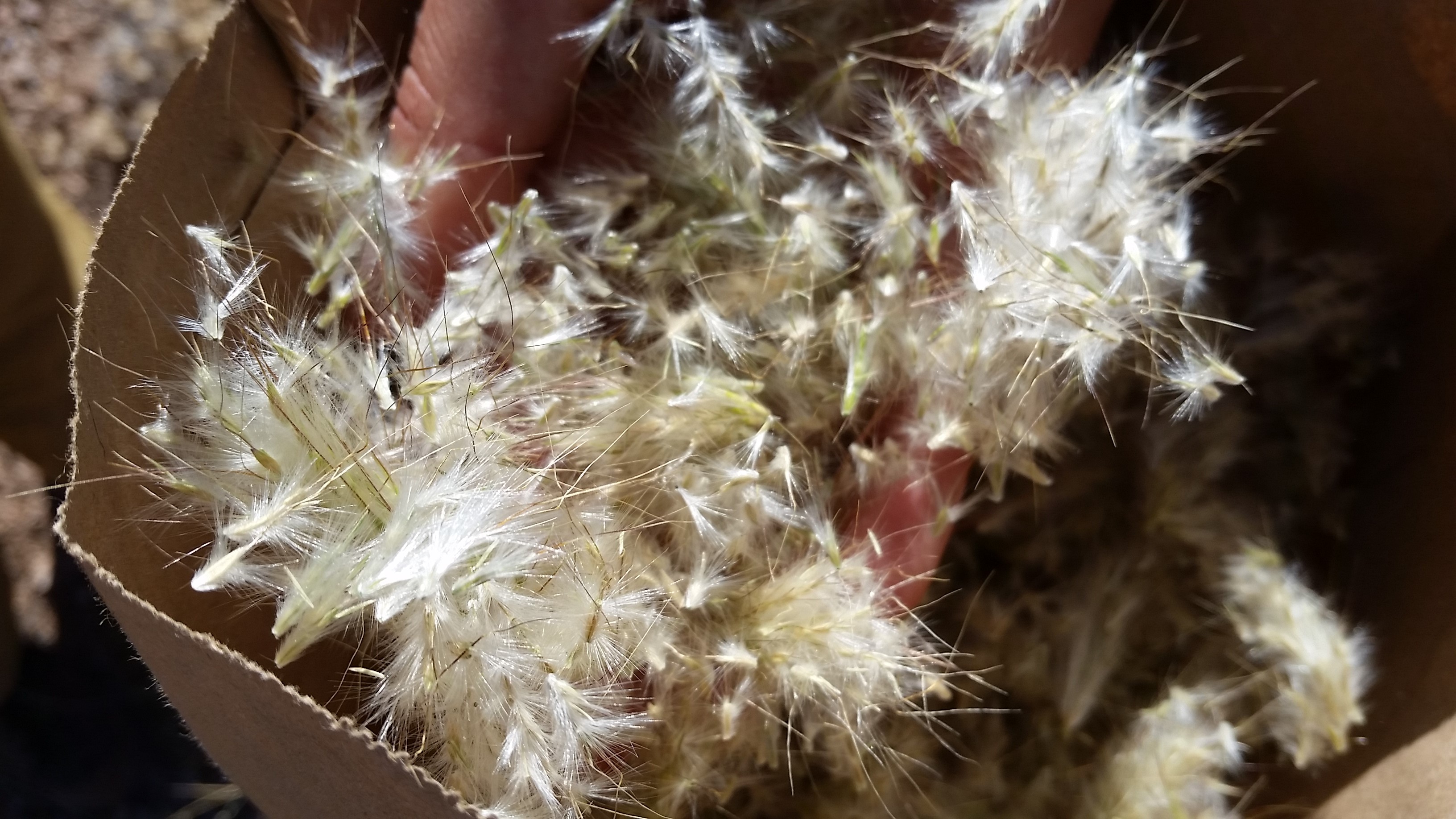 Close-up of seed collected for Southwest Seed Partnership