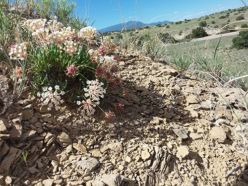 Tufted sand verbena at Ball Ranch Area of Critical Environmental Concern, with Sandia Peak in the background.