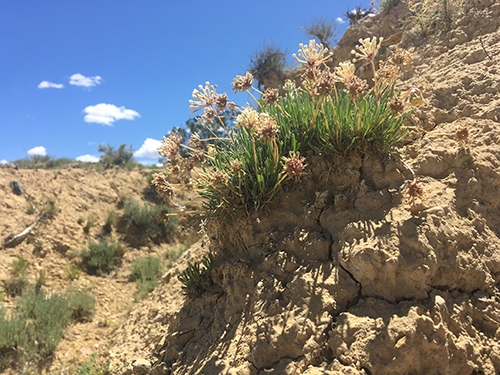 Tufted sand verbena growing at the edge of an eroding gully. 