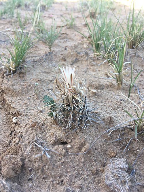 Grama grass cactus at Ball Ranch Area of Critical Environmental Concern