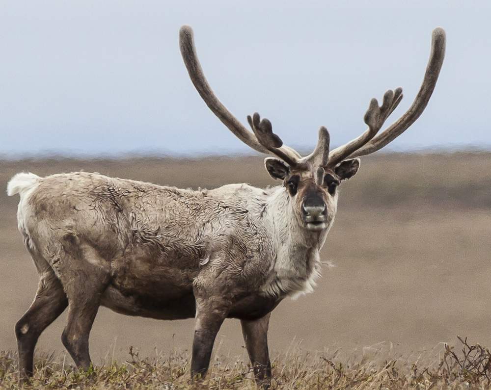 Teshekpuk Caribou in the National Petroleum Reserve in Alaska. Photo by Bob Wick.