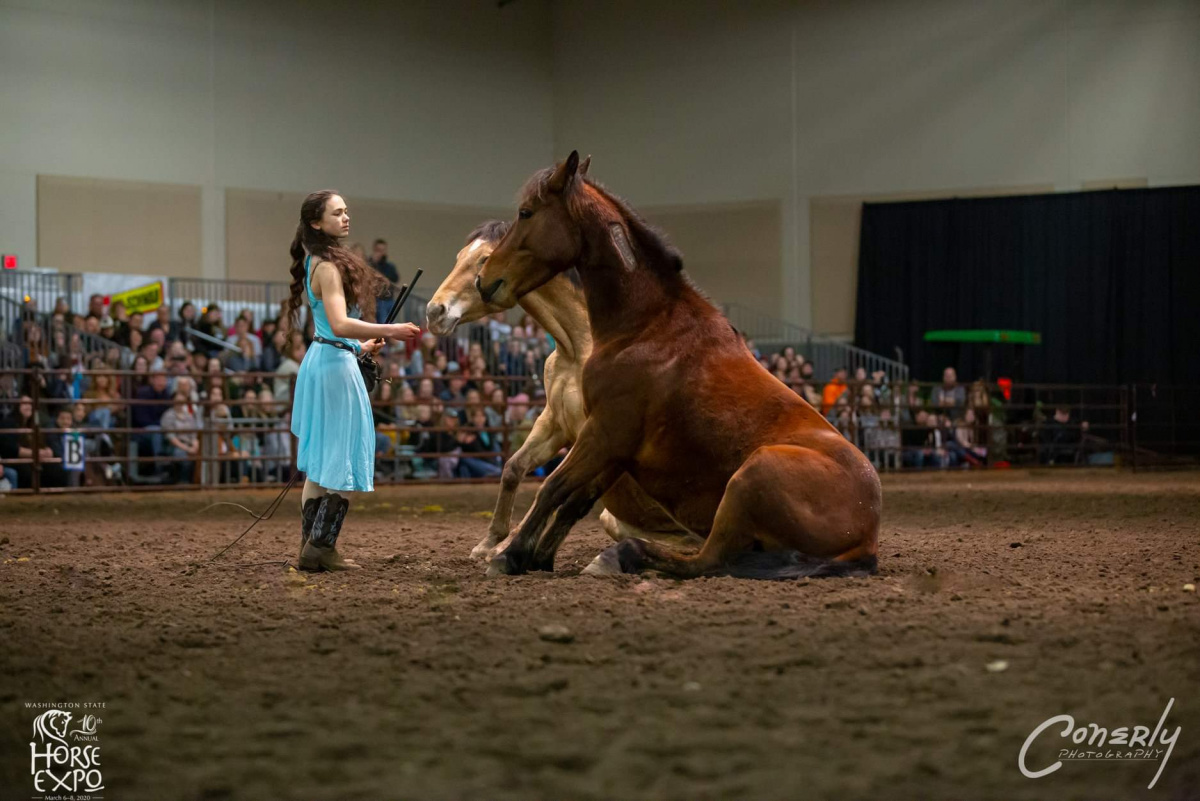 Girl with two sitting horses in an arena. 