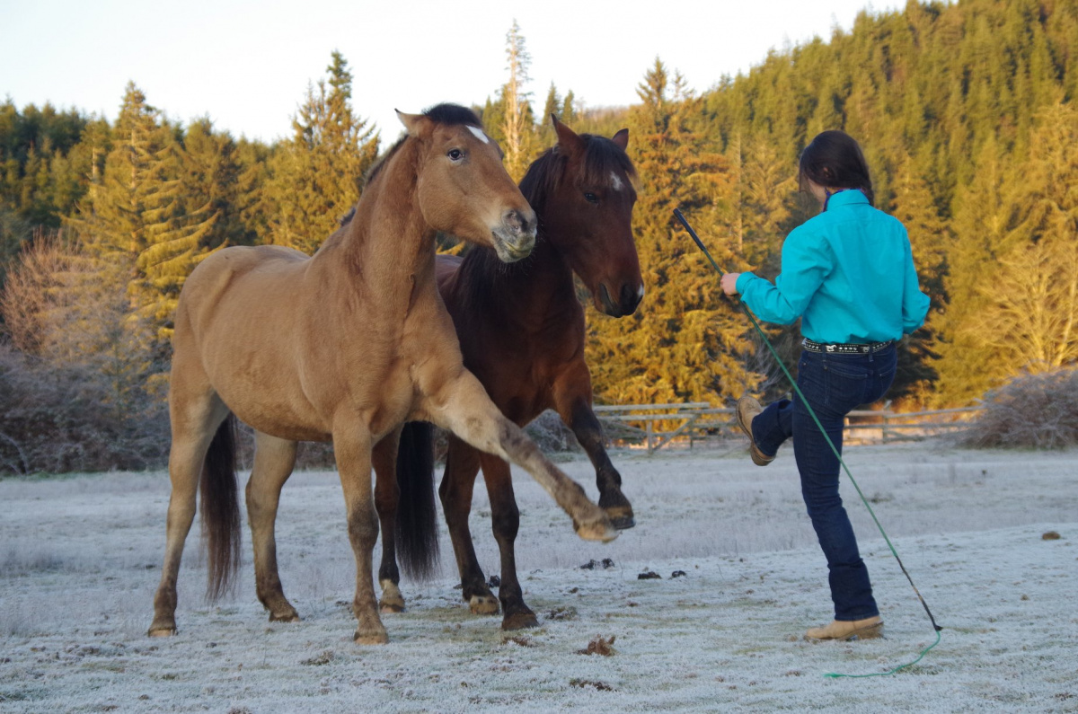 Girl training two horses in a snowy field. 