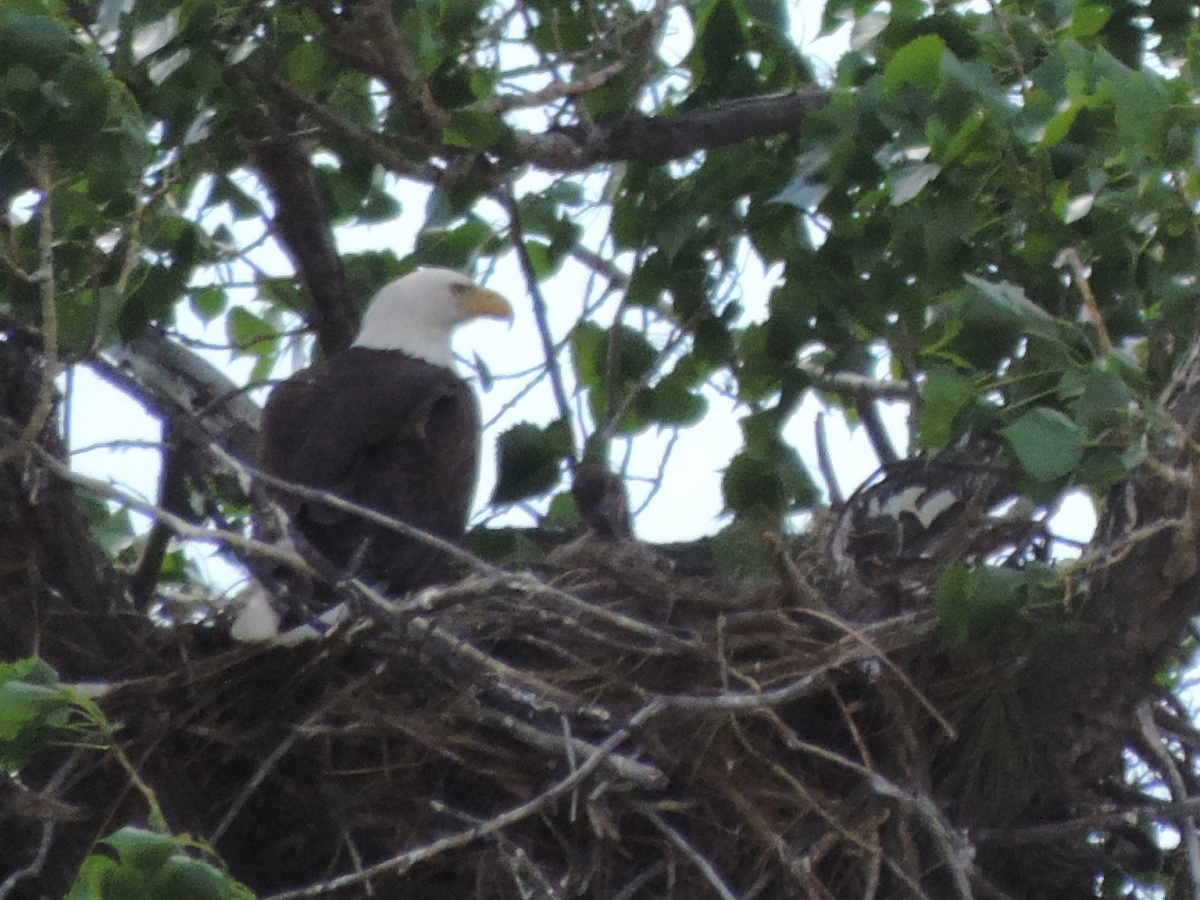 Nesting Eagle
