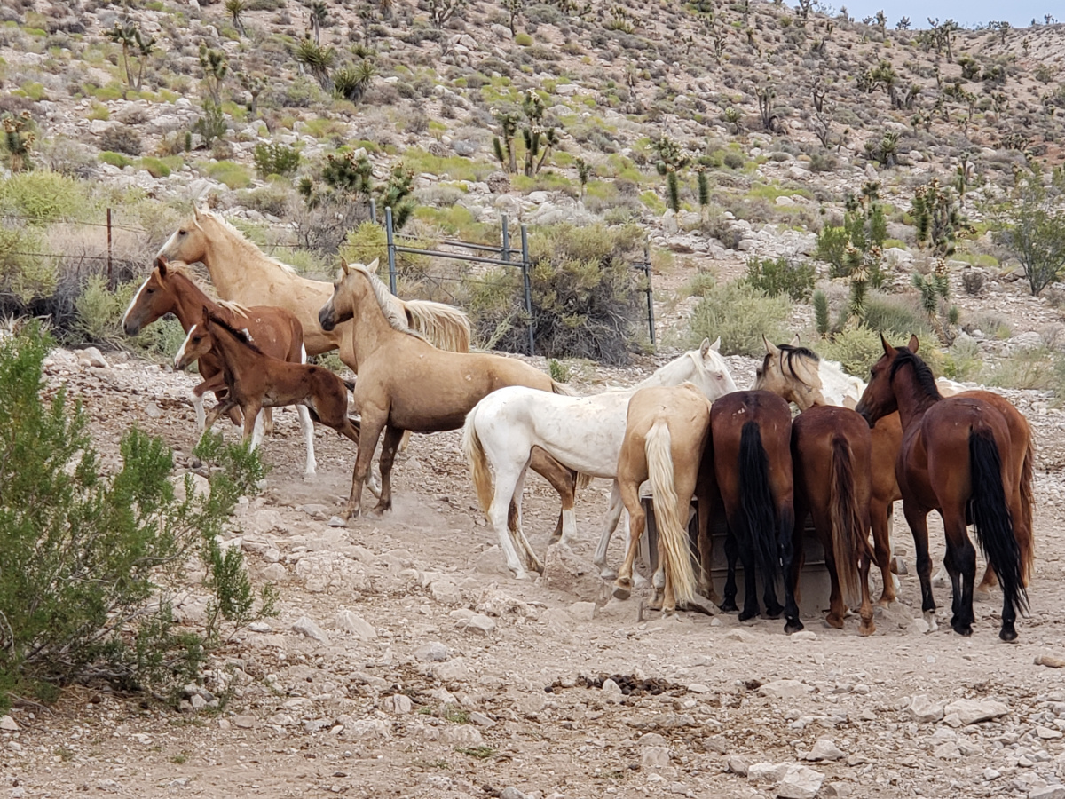 Photo of wild horses in the Red Rock Herd Management Area