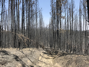 River Fire burned tree area.