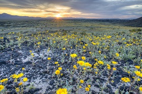 Yellow flowers blooming in a desert landscape with mountains in the background at sunset.