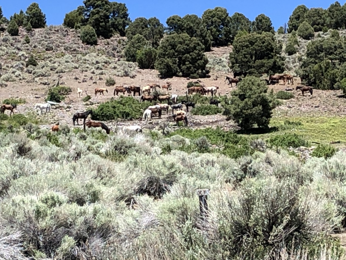 Wild horses drink from Pony Springs inside the  Triple B Herd Management Area northwest of Ely, Nevada.