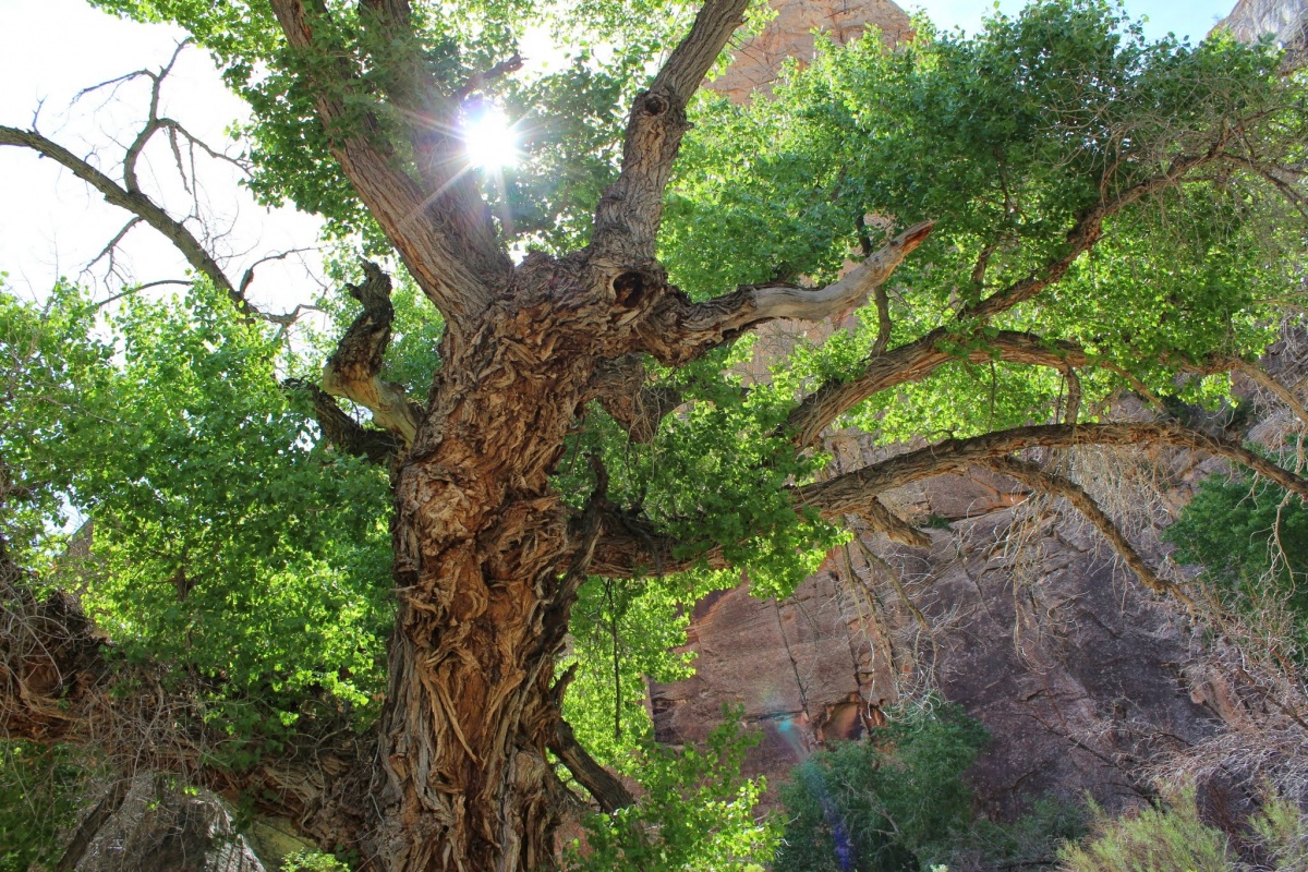 Cottonwood tree along the Escalante River. Photo by Julie Osterkamp