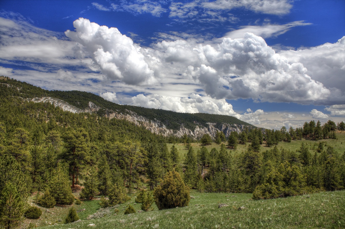 Forested hills with a bright blue sky. Photo by Sam Cox