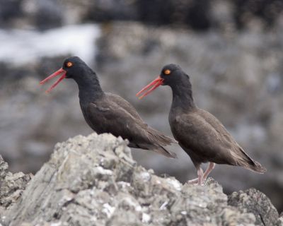 Black Oystercatcher on rocks (Photo by BLM)