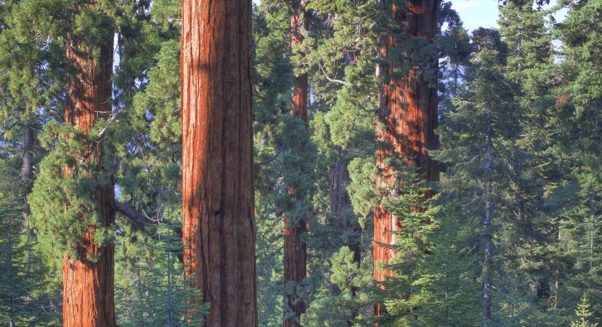 Grove of trees in California forest. Photo by Bob Wick, BLM.