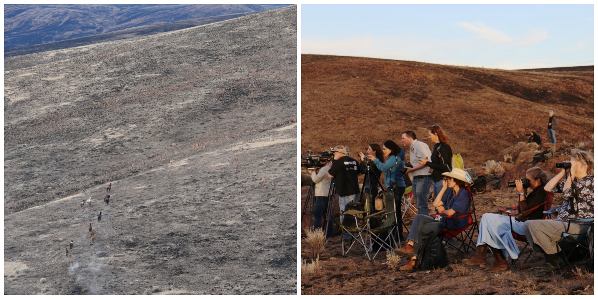 Left: Sands Basin wild horse gather. Right: Visitors observing.