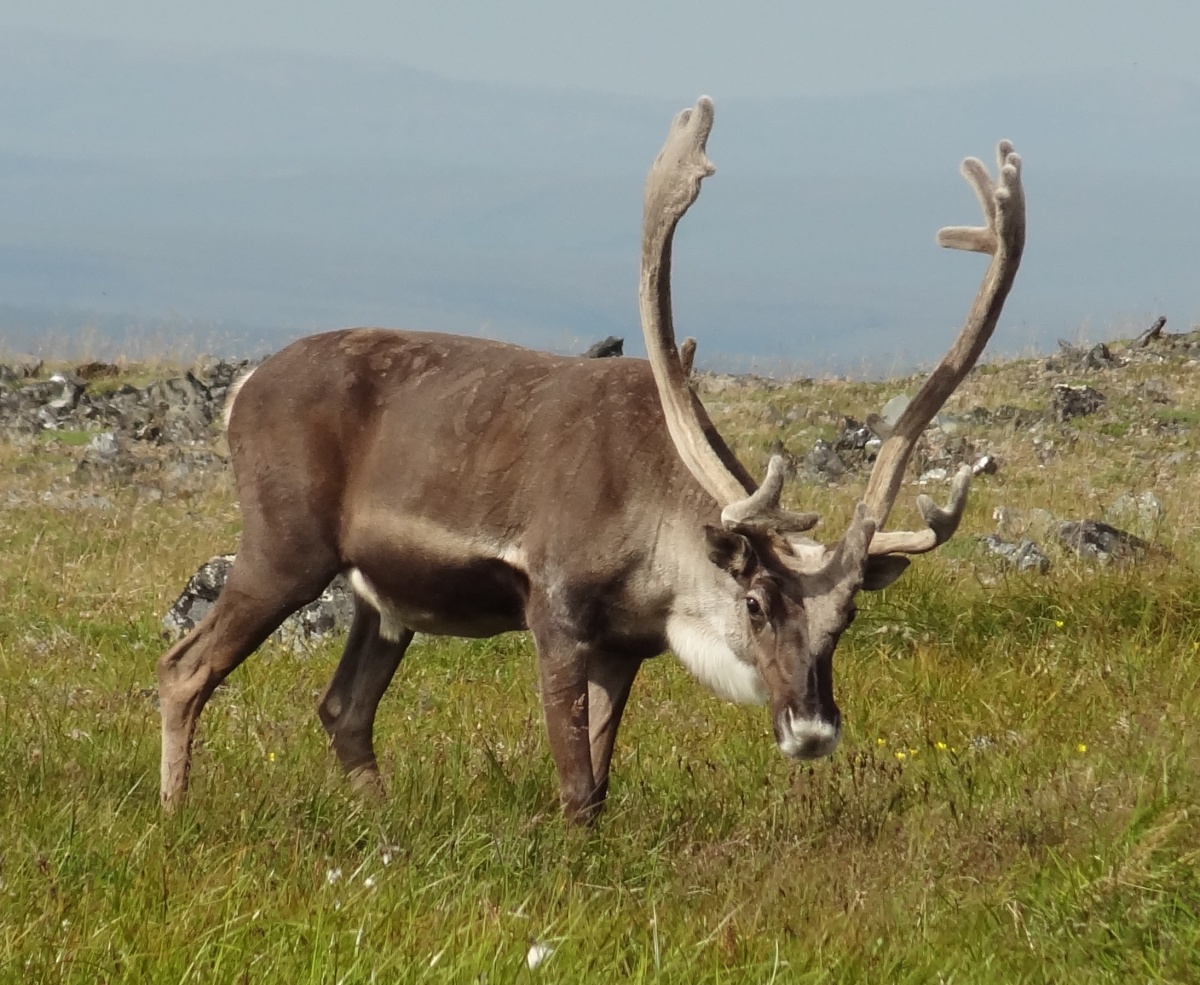 Reindeer on Alaska's Seward Peninsula. Photo by Laurie Thorpe, BLM.