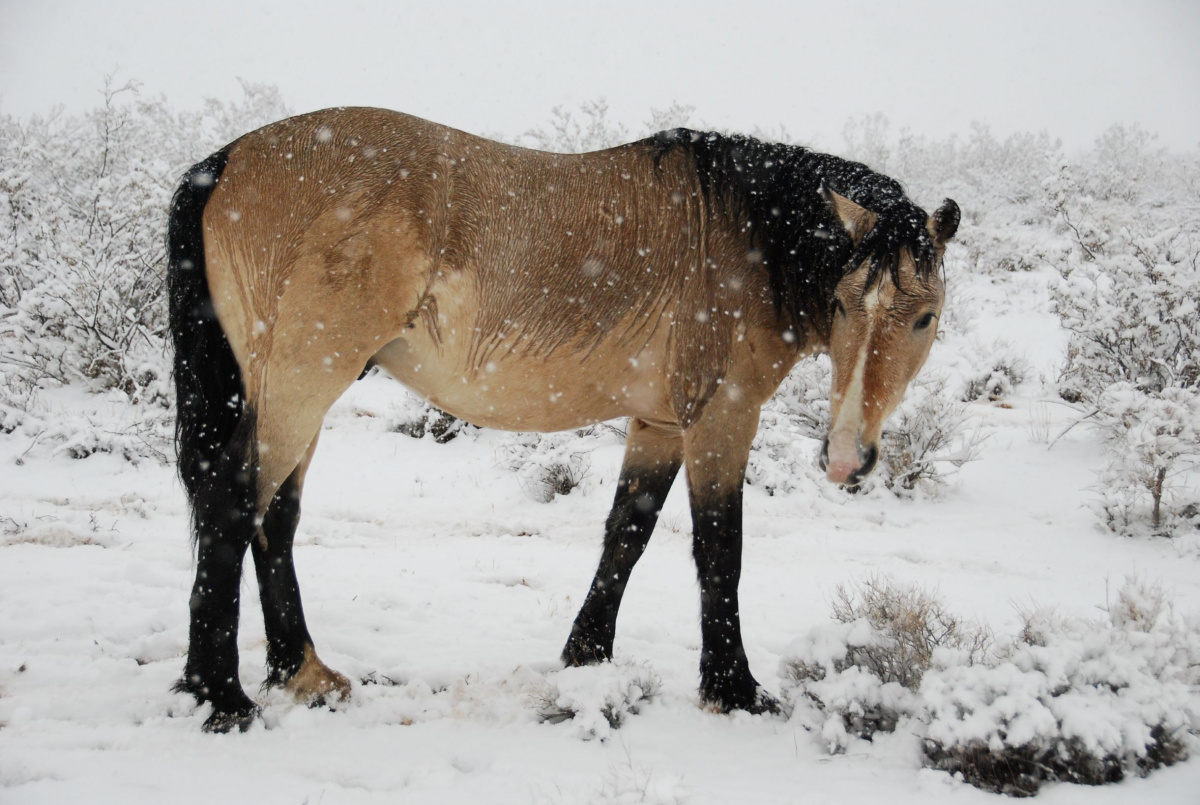 A horse in snow. 