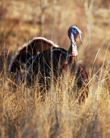 Wild Turkey