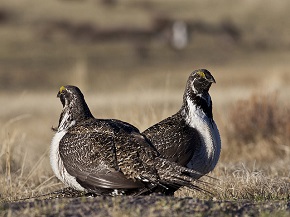 Two Greater Sage-grouse sitting next to each other in a brown field, facing opposite directions.
