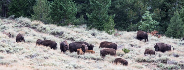 buffalo herd from the henry mountains
