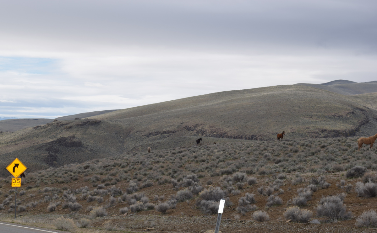 Wild horses roaming on open range next to Highway 447 near Gerlach, Nevada