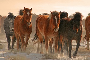 Medium shot of herd of wild horses running through a snowy field in Wyoming.