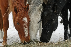 A close-up of three horses' heads as they bend over to eat from the same pile of hay against a snowy backdrop. Wild horses find a home at an ecosanctuary in Wyoming