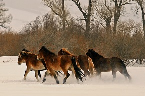 A group of five wild horses running through the snow with leave-less trees in the background, Wyoming.