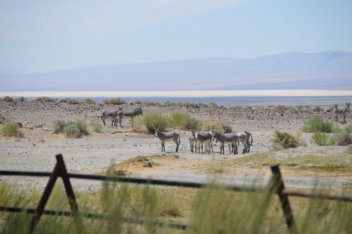 Wild Burros from the Seven Troughs HMA near Porter Springs