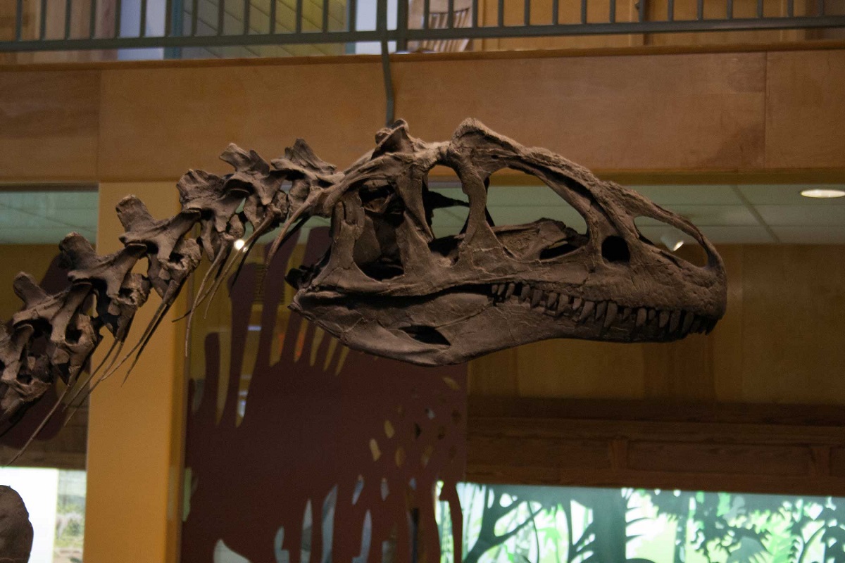 best paleontology museums