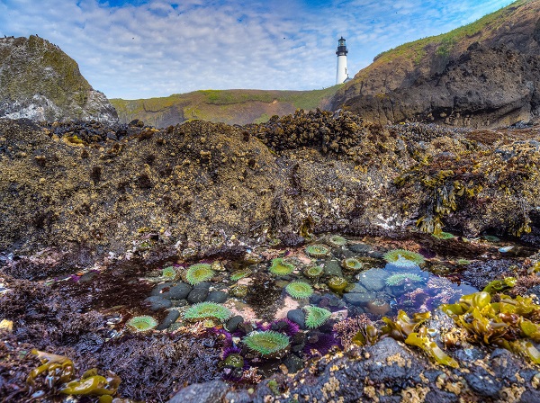 Yaquina Head Tidepools, Oregon