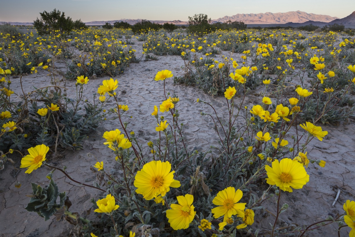 A landscape image of the California desert. BLM photo