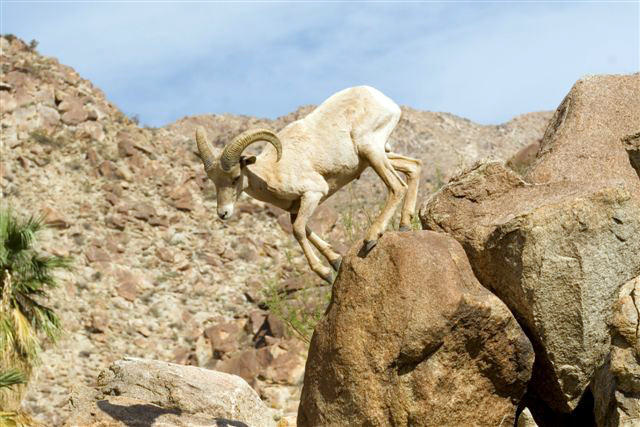 Big Horn Sheep