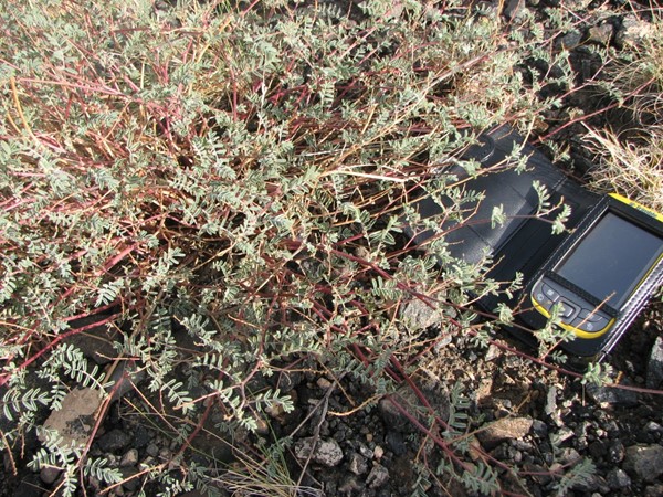 skiff milkvetch plant