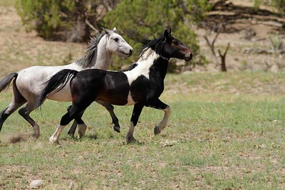 two horses