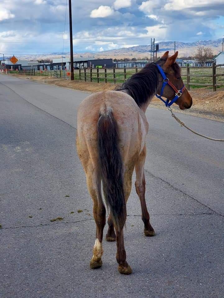 Ruby in Halter