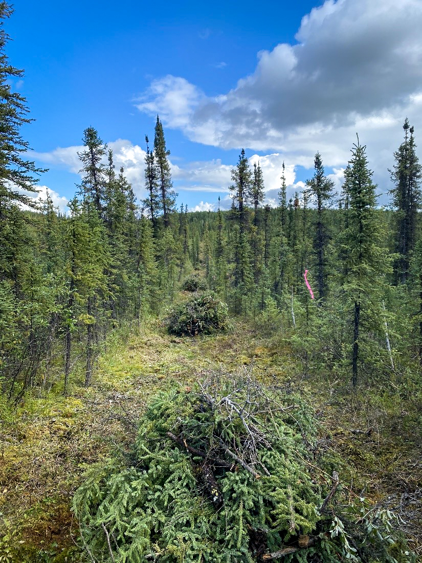 Fire break with brush piles