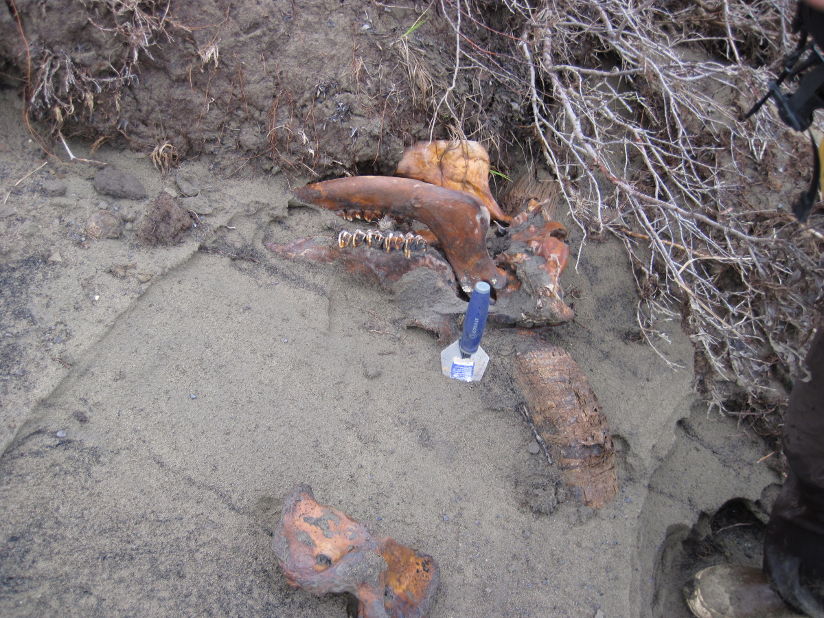 Bison jawbone partially buried in silt