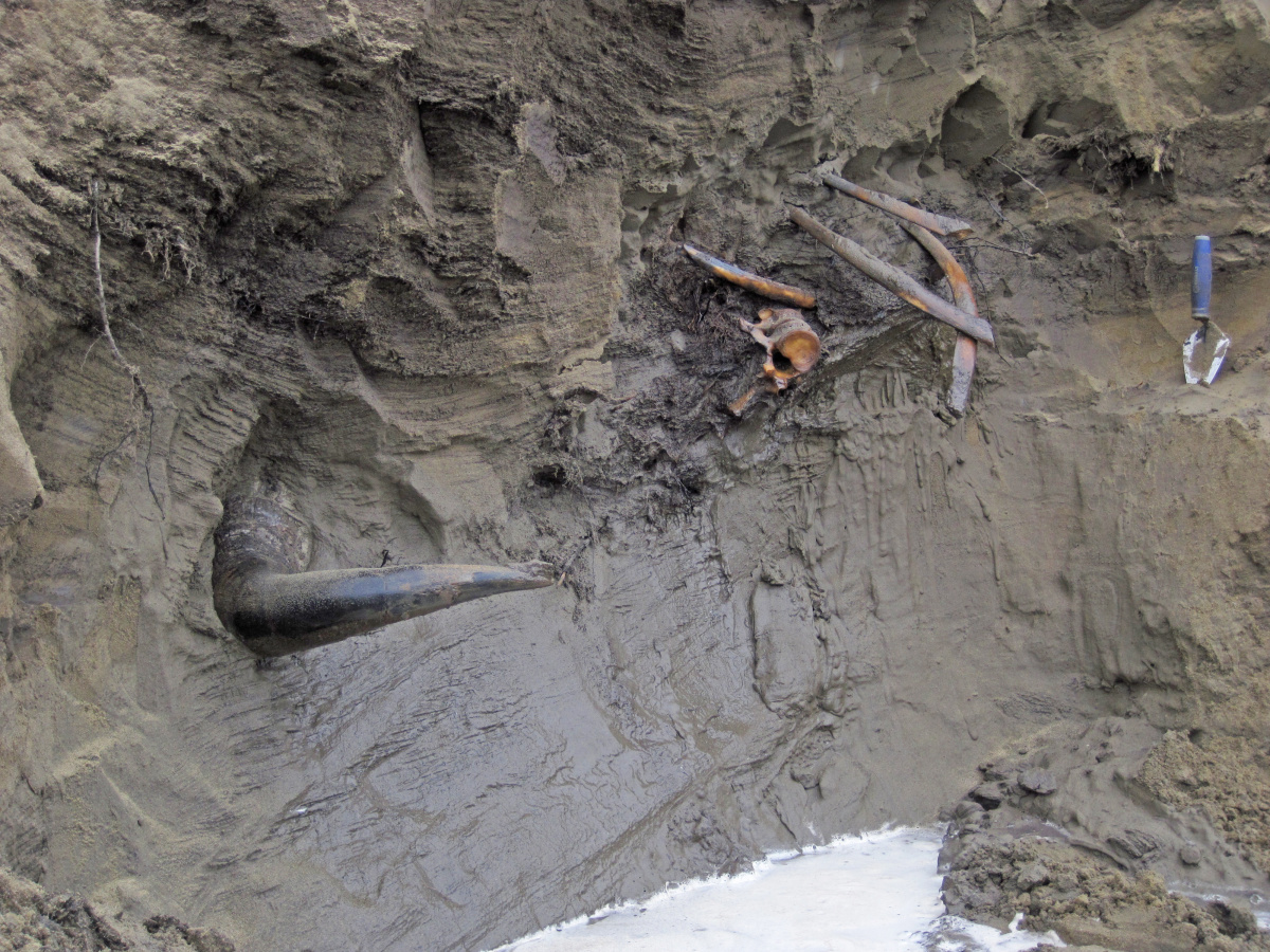 Bison bones and horn sticking out from bluff