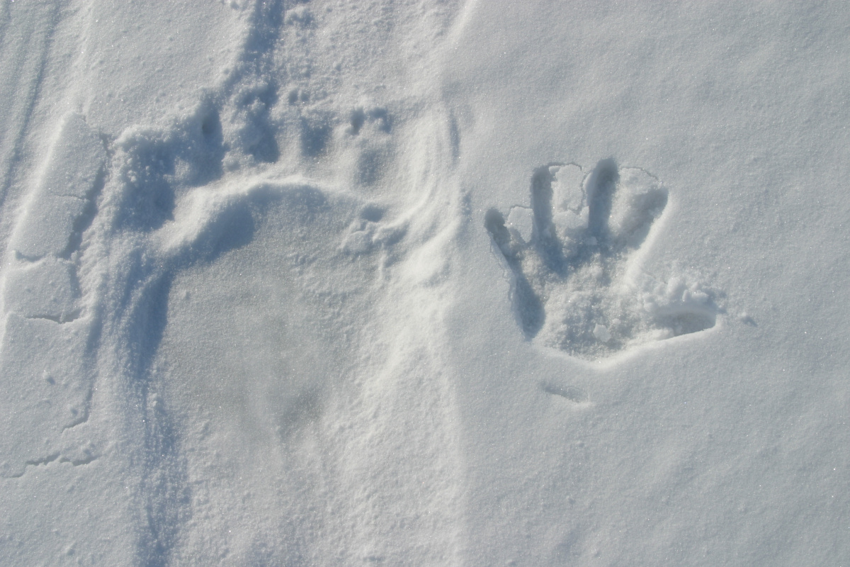 Polar bear track next to human hand print in snow