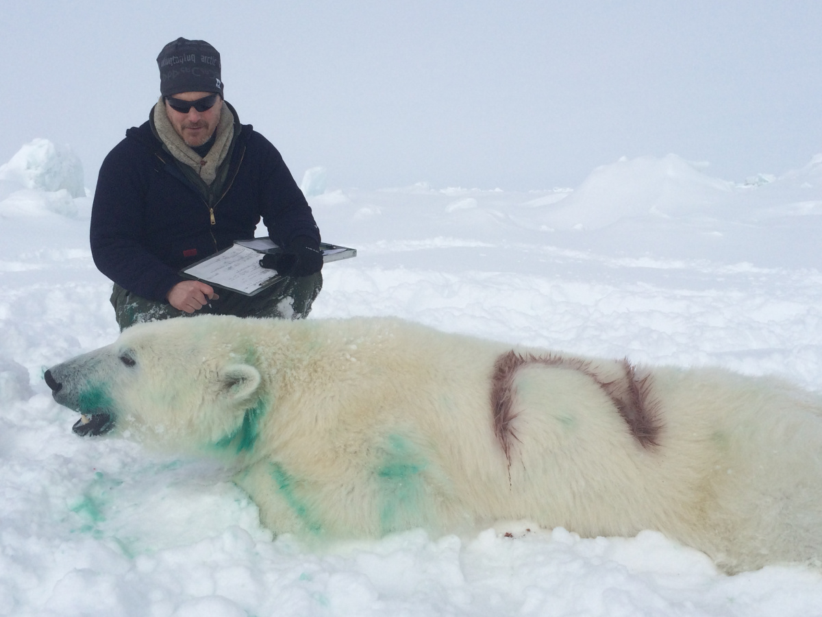 Man working on sedated polar bear