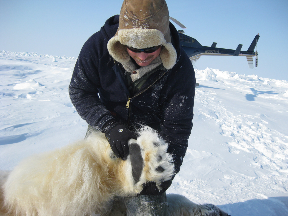 Man holding paw of sedated polar bear