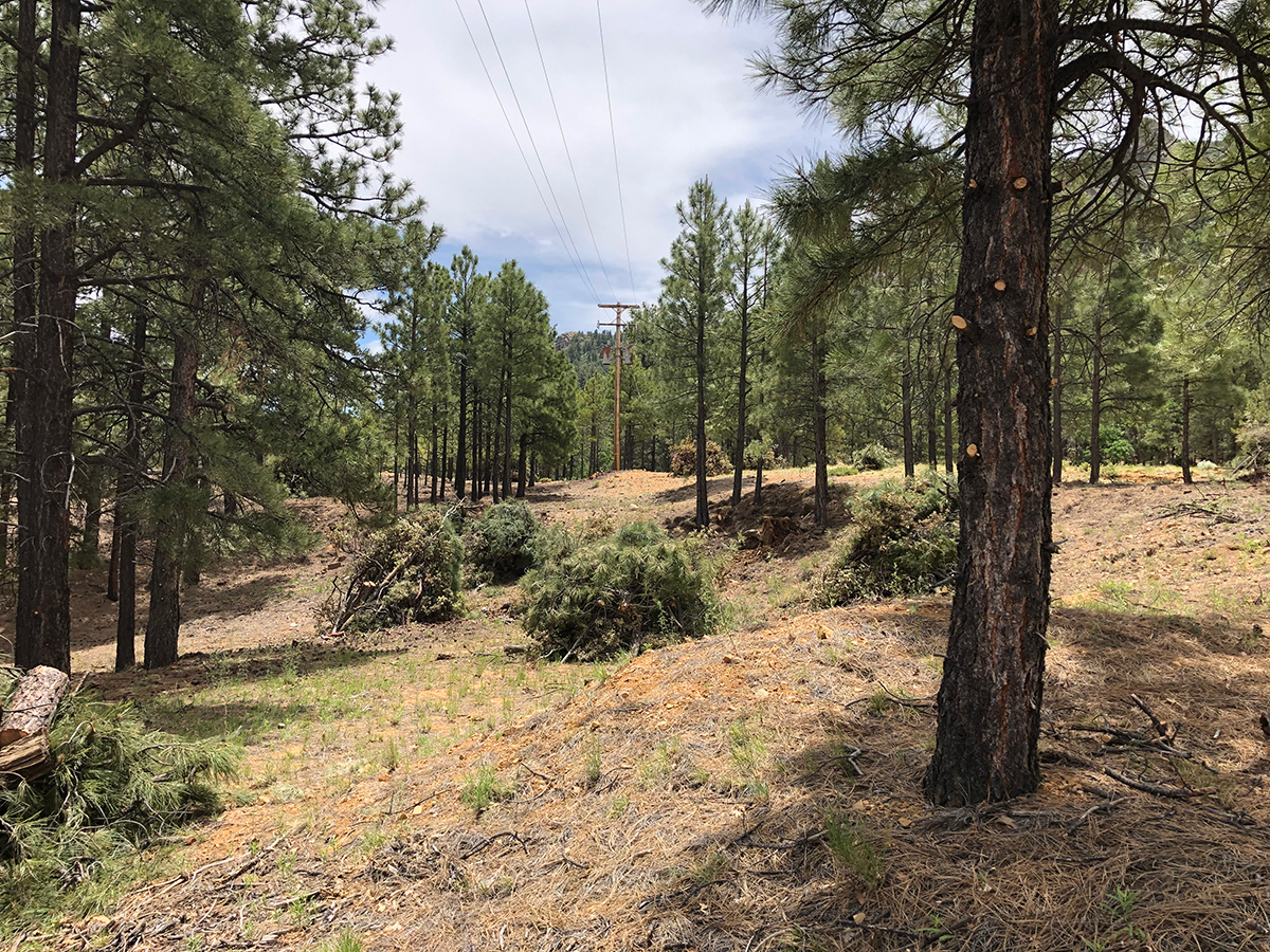 piles of pine branches sit beneath trees and powerlines