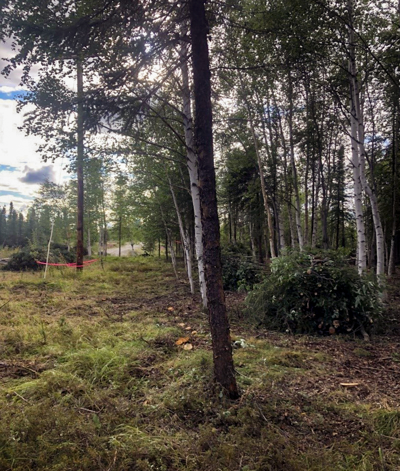 Shaded fire break with brush piles