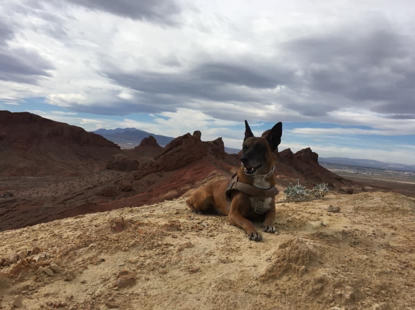 K-9 Officer Vico laying down with his head up against a background of rugged peaks