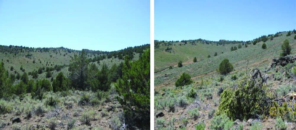 Before and after views of the North Horse Juniper Reduction Project. Photo by Clifton Motheral, BLM.