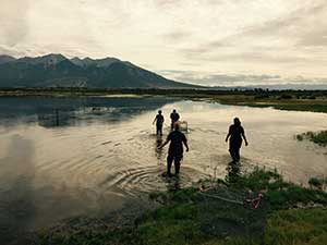 Interns for the BLM Colorado San Luis Valley Field Office and Environment for the Americas retrieve ducks from a trap to tag them for research.