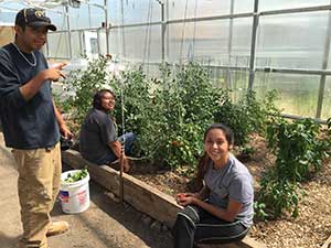 Shoshone-Paiute students (left to right) play an active role in greenhouse management and production. Photo by: Antonia Hedrick, BLM